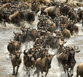 Wildebeest running in river in the Serengeti, Tanzania, Africa