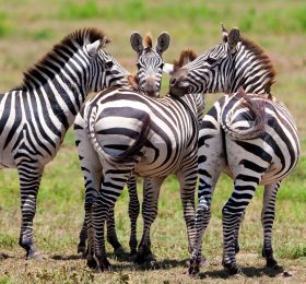 zebras-in-the-serengeti-national-park-tanzania-2026-01-09-14-26-01-utc